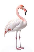 Pink flamingo isolated on white background. Generative AI photo