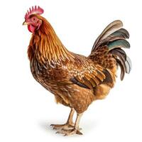 Full body brown chicken ,hen isolated on white background. Generative AI photo