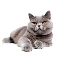 British cat isolated on a white background. Generative AI photo