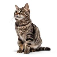 Cat isolated on white background. Generative AI photo