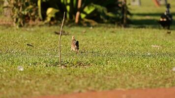 chick running away in grass video