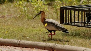 pájaro en césped cuello de ante ibis video