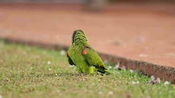 adulte turquoise devant perroquet video