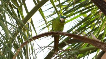 Adult Red shouldered Macaw video