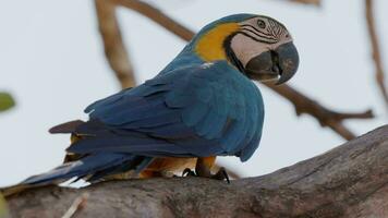 adulto azul y amarillo guacamayo video