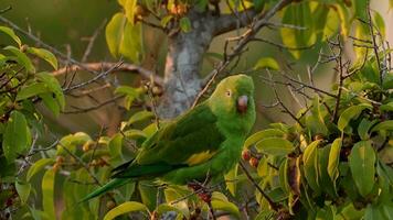 Yellow chevroned Parakeet video