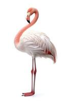 Pink flamingo isolated on white background. Generative AI photo