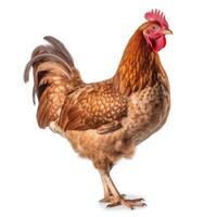 Full body brown chicken ,hen isolated on white background. photo
