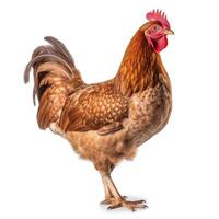 Full body brown chicken ,hen isolated on white background. Generative AI photo