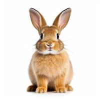 Rabbit isolated on white background. Generative AI photo