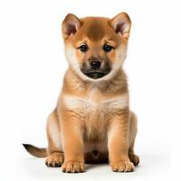 Akita puppy isolated on white background. Generative AI photo