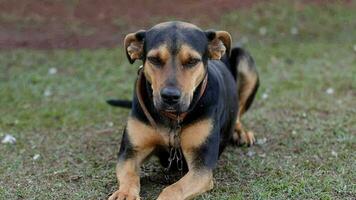 visage de noir chien animal dans ferme video