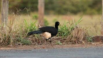 manlig vuxen bar-faced curassow video