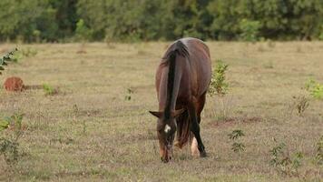 marrón caballo comiendo césped en un pasto campo video