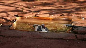 Muscovy Duck Animal video