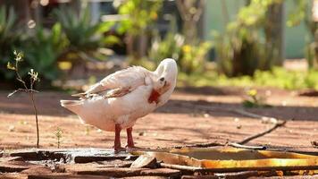 Tier Bauernhof Graugans Gans video