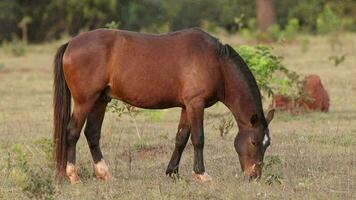 brun häst äter gräs i en bete fält video