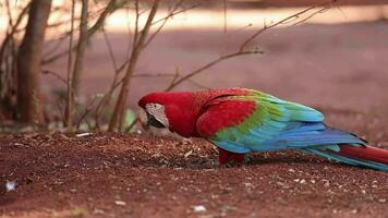 adulto rojo y verde guacamayo video