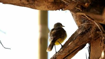 oiseau tyran de bétail adulte video