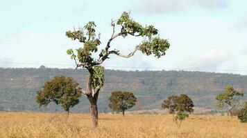 albero nel campo con asciutto erba video