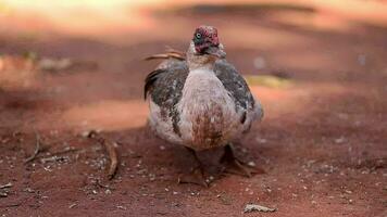 muscovy Pato animal video