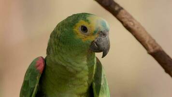 Adult Turquoise fronted Parrot video