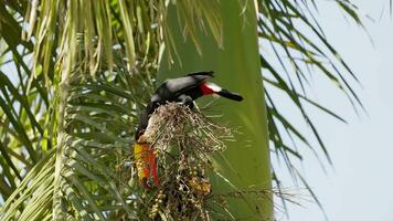 adulto toco tucano video