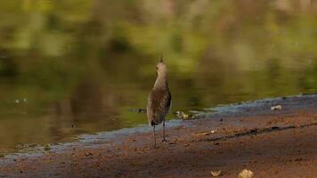 Adult Southern Lapwing Bird video