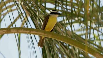 Tier Vogel großartig kiskadee video