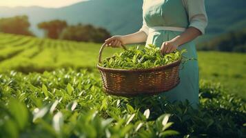 the hands of a young farmer woman hold a basket with tea leaves. ai generative photo