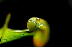 pequeño verde insecto larva oruga en de cerca en negro aislado antecedentes en hoja foto