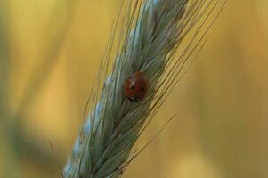 small delicate ladybug in closeup sitting on a rye ears on a neutral background photo