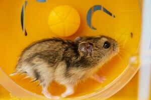 a Dzungarian hamster running in a yellow wheel. High quality photos