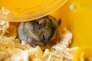 A white Dzungarian hamster in a multicolored cage with pipes, a wheel, a bowl of food, filler, looks curiously.hid behind the wheel photo