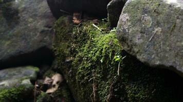 Big rock with moss on mountain photo