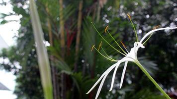 Close-up view of white flowers in the garden photo