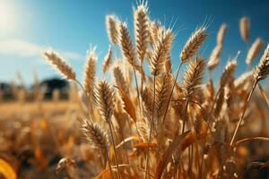 golden wheat field in summer photo