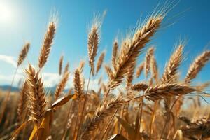 golden wheat field photo