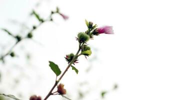 Small pink flowers in a large garden photo