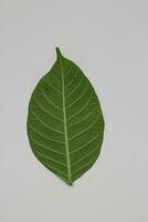 A portrait of a leaf with a white background photo