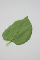 A portrait of a leaf with a white background photo