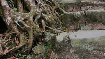 Tree roots on a hill with rocks and plants around it photo