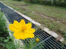 yellow cosmos bloom photo