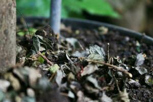 Dry grass on the plant photo