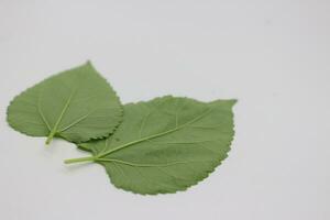 A portrait of a leaf with a white background photo