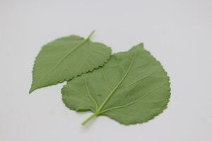 A portrait of a leaf with a white background photo