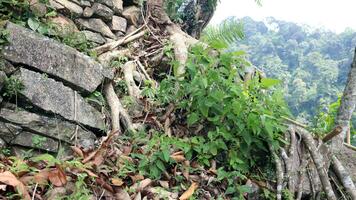 Tree roots on a hill with rocks and plants around it photo