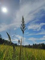 ver de amarillo arroz campos con alto césped y nubes foto