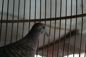 Zebra dove in a cage photo