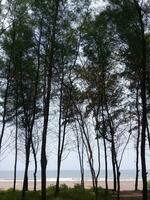 View of tall trees on the beach photo
